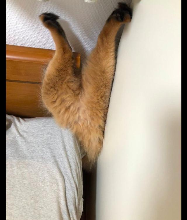 猫咪头朝下卡在了夹缝里，主人第一时间不救它，而是拿手机拍照！休闲区蓝鸢梦想 - Www.slyday.coM