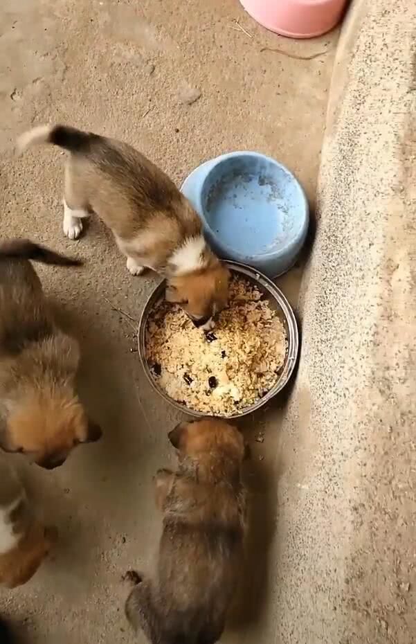 四只小土狗抢饭吃,主人说没人领养,条件不好养不下去