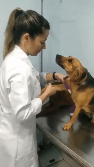 兽医姐姐太漂亮,大黄狗盯到眼睛出神主动伸手打针,下次还找你