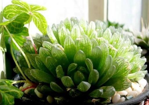 但是,这样多肉植物,想要盆栽养殖出理想的状态也不是一件十分简单的