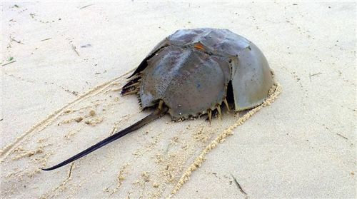 鲎最引人注目的莫过于它奇特的外形,看起来颇具威慑力.