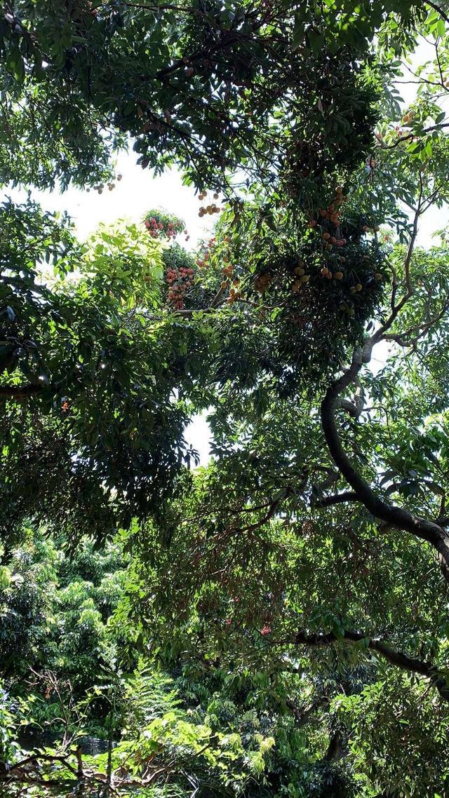 深圳南山桂味荔枝荔枝中的爱马仕