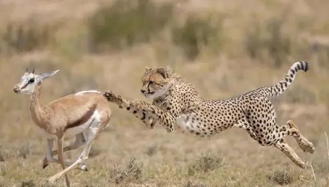 世界上奔跑速度最快5种动物第一时速112公里仅需几秒钟完事