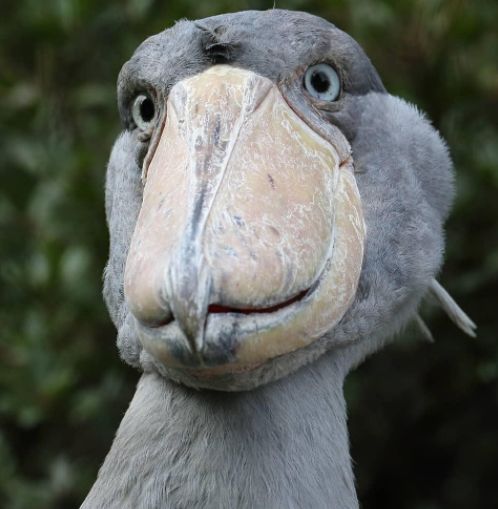 世界上头最大的鸟,号称鸟中"哈士奇",爱鞠躬还爱拔羽毛送人