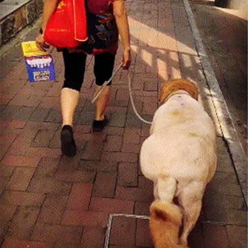 老奶奶牵着一头200斤的"猪"上街,而猪回头的瞬间,笑喷了