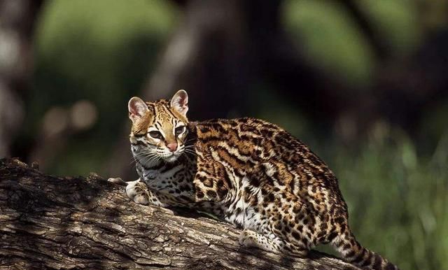 中国有哪些品种的猫中国本土猫种类大全