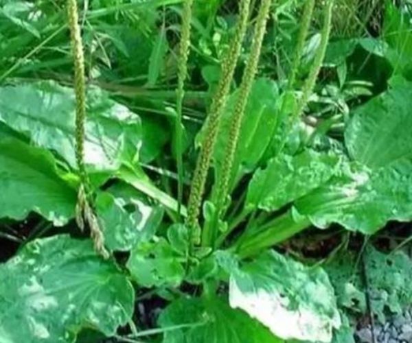 消炎|车前草|农村_新浪新闻