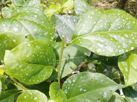 花卉绿植喷施磷酸二氢钾,叶片出现白色残留,什么原因造成的?