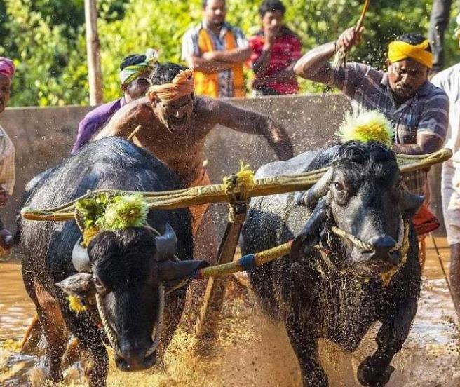 印度人对牛十分尊重,为何每年还会举办"屠牛节"?原因很意外