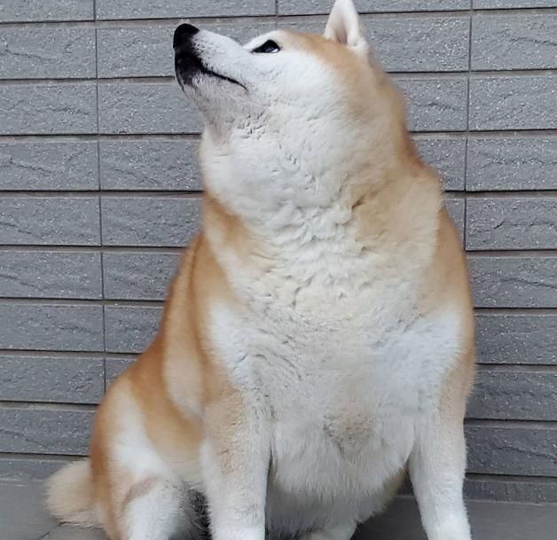 柴犬长出"海豹身材",主人说出它的食量后,却让大家感到诧异