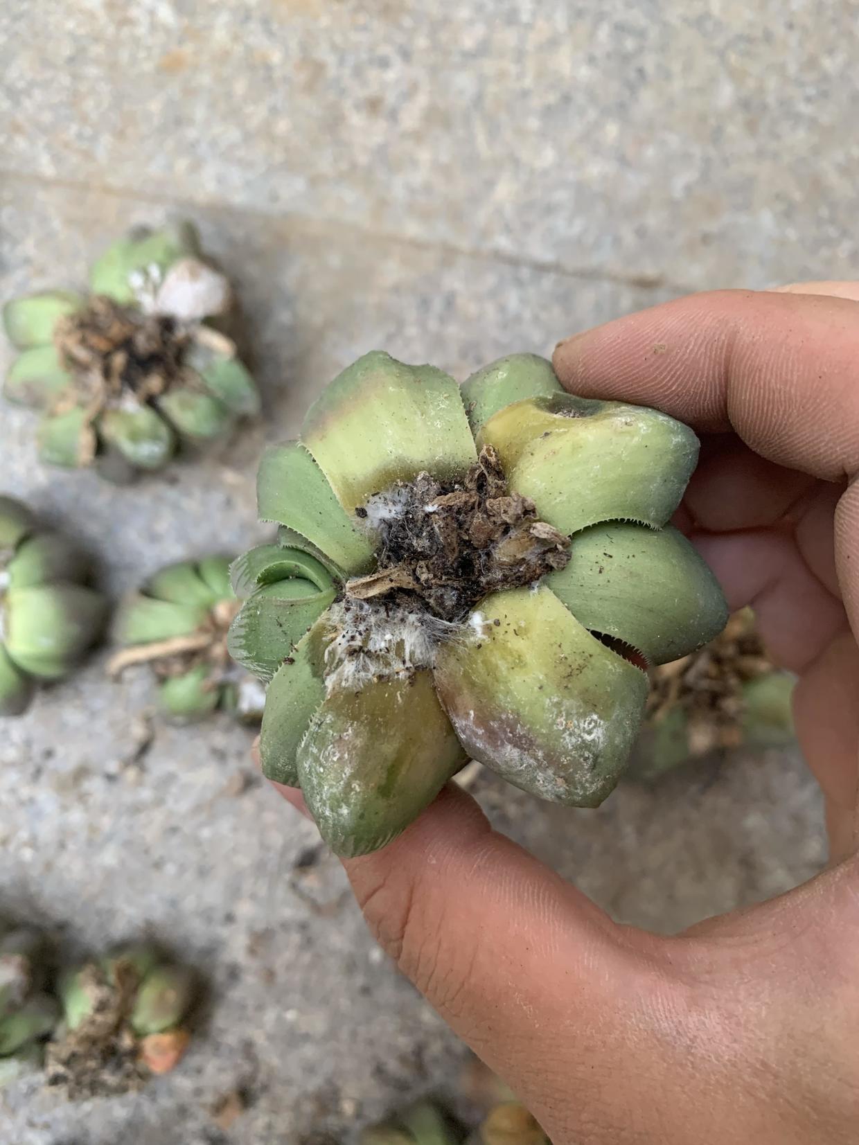 超大黑肌玉露,一不小心黑腐化水,烂透了,200块又打水漂了