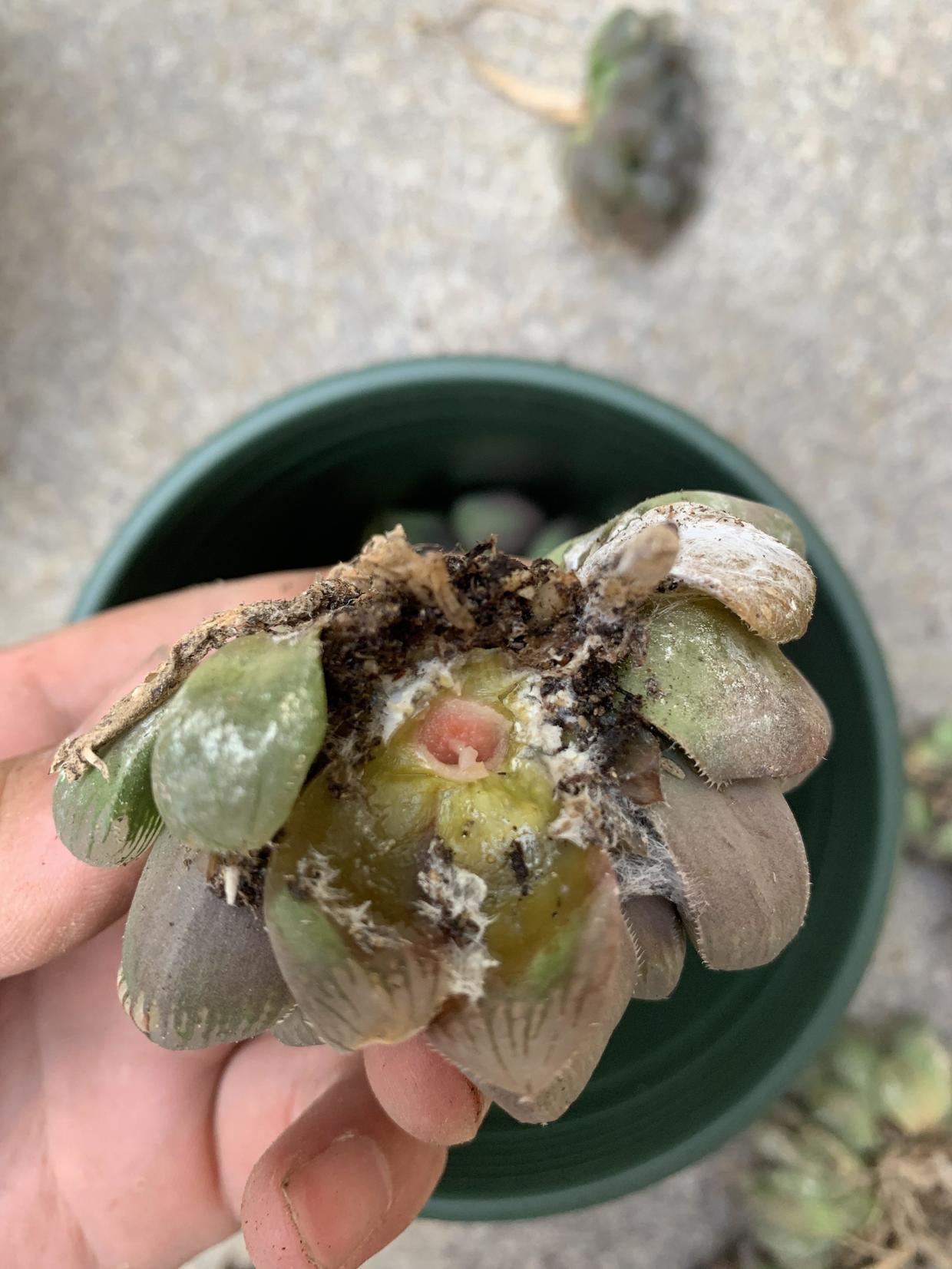 超大黑肌玉露,一不小心黑腐化水,烂透了,200块又打水漂了