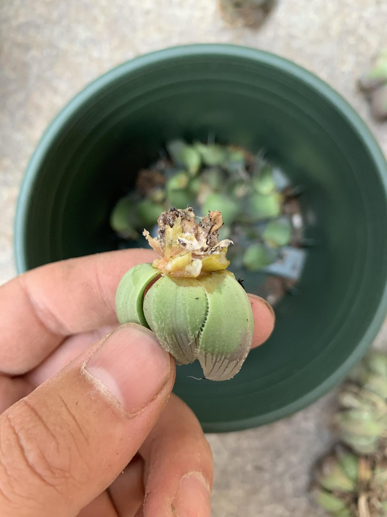 超大黑肌玉露,一不小心黑腐化水,烂透了,200块又打水漂了