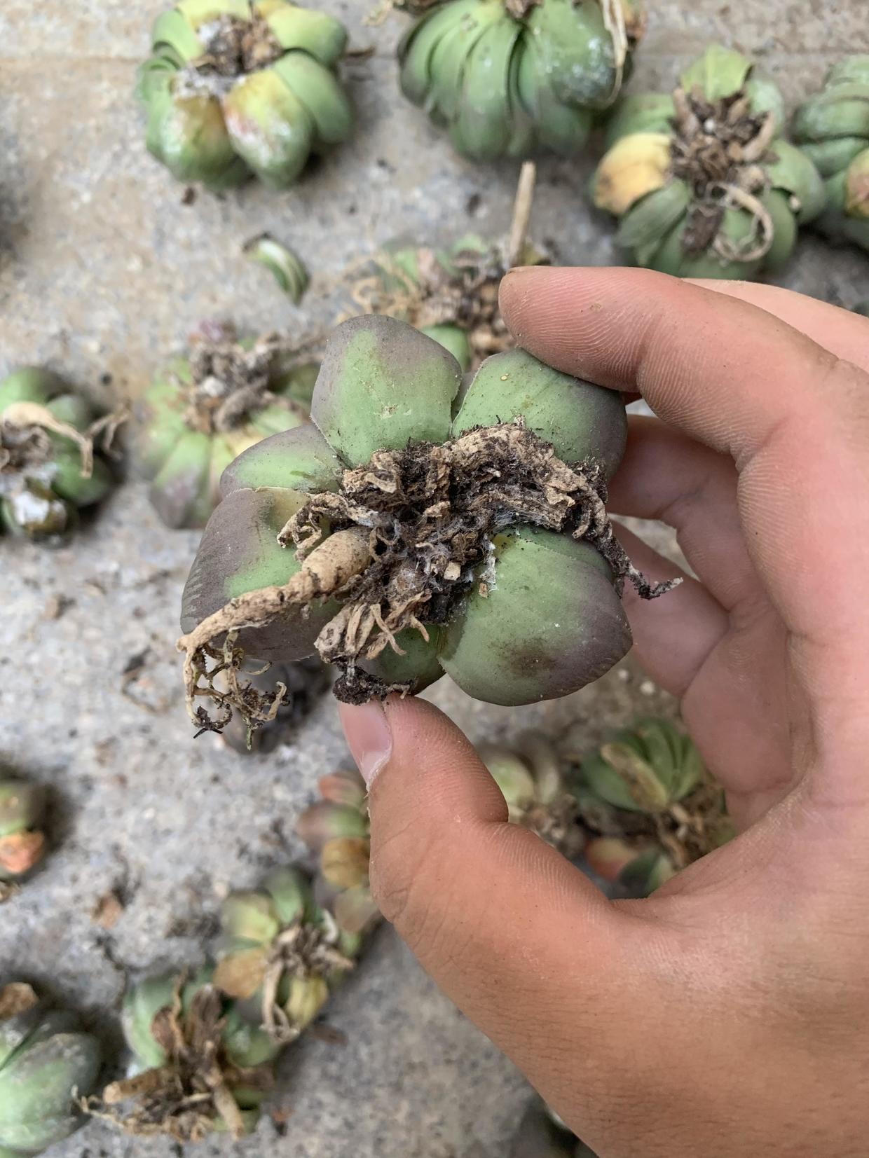 超大黑肌玉露,一不小心黑腐化水,烂透了,200块又打水漂了