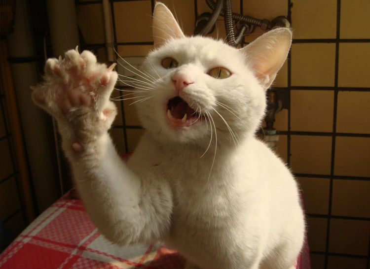 试过用猫爪子开过快递么?小伙这次尝试,收获了满心的欣慰|猫咪|爪子|