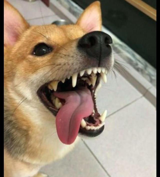 柴犬趁主人不注意的时候,用舌头舔了下烤鸡,一大碗都是它的了!