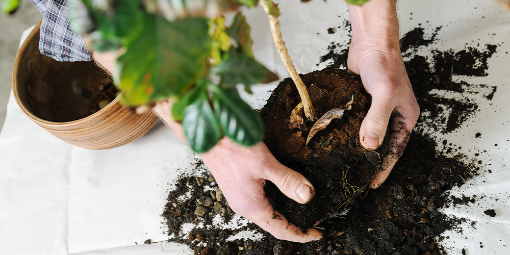 室内盆栽植物移栽和户外植物移栽对比,移栽后如何恢复健康?