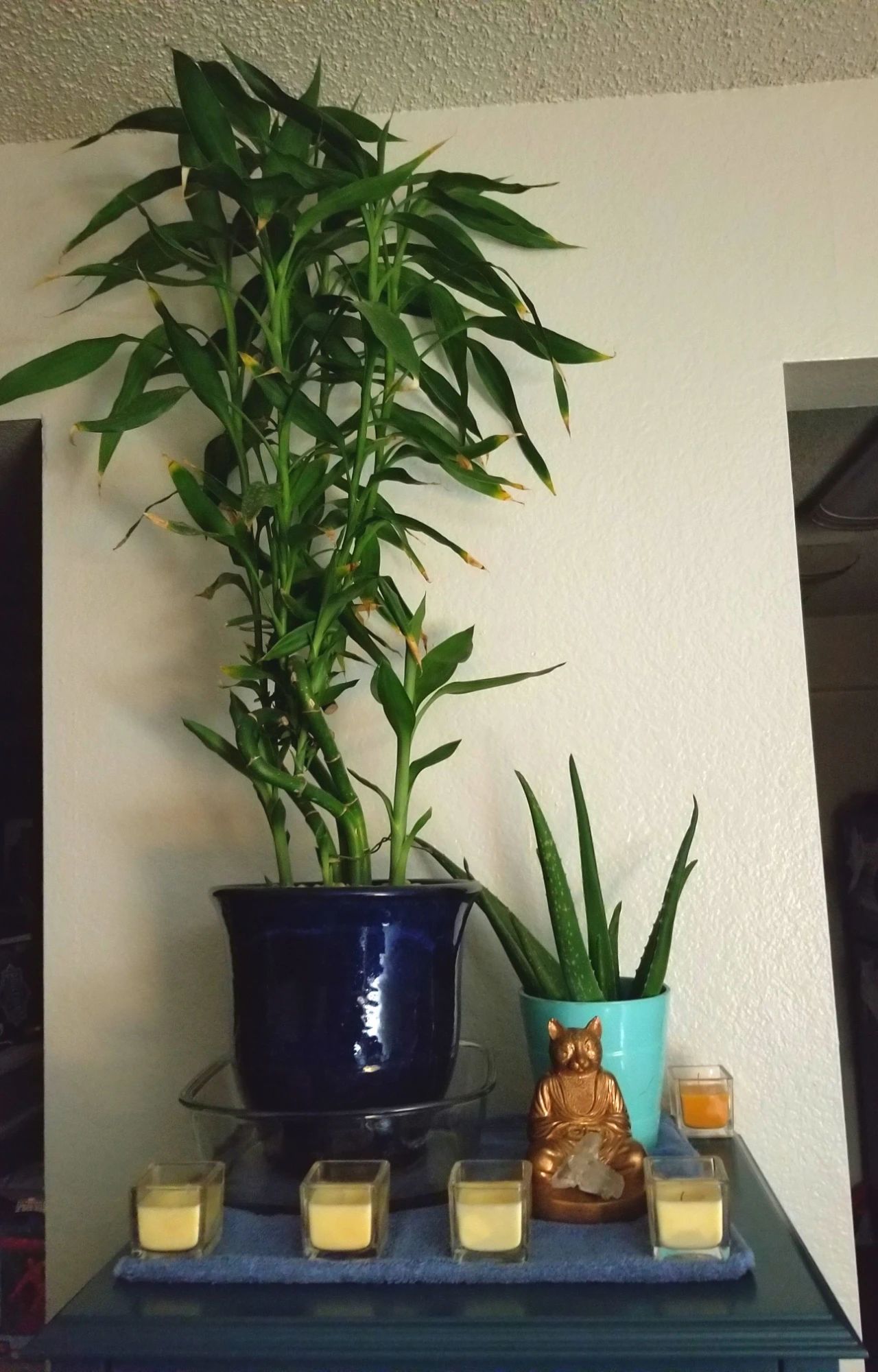 富贵竹枝条水培生根土培快速长高长壮可以不断繁殖