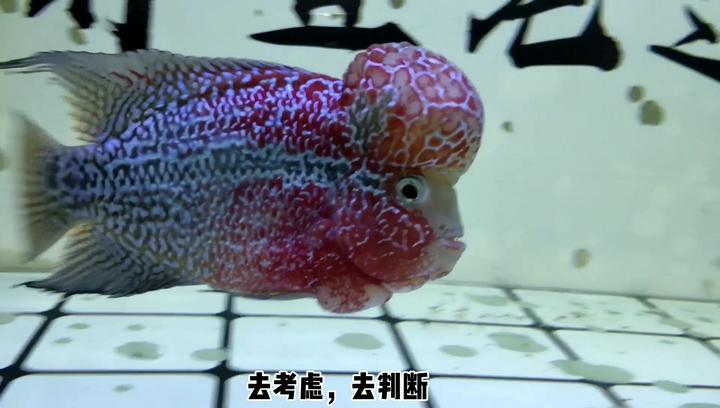 为什么说这条罗汉鱼出现拖便的现象,根本无需治疗?_新浪新闻