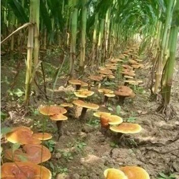 【概念详解】农业地理中耕作制度、复种指数、熟制是什么?间作、套种和轮种的区别有哪些?|间作|套种|作物|复种指数|耕作_新浪新闻