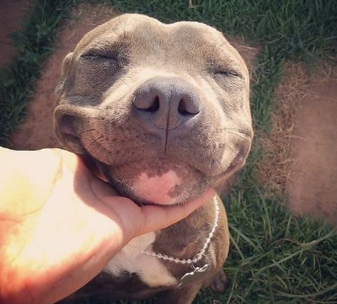 狗崽子的鬼魅笑容我美吗网友美个腿子这狗给我给我来十只