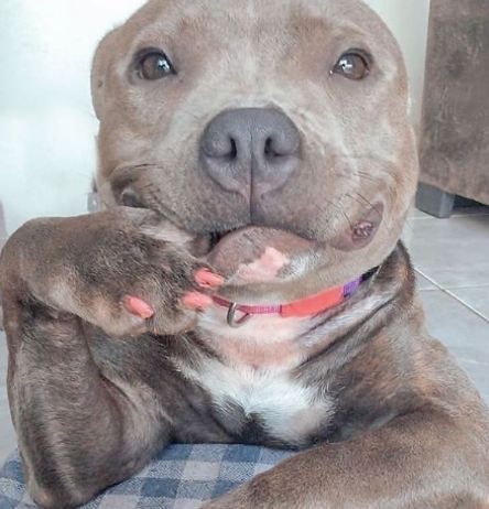 狗崽子的鬼魅笑容我美吗网友美个腿子这狗给我给我来十只