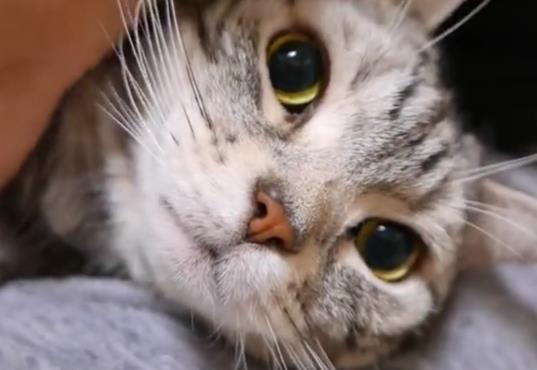 冬天大清早叫猫咪起床,猫咪慢慢睁开眼,表情把主人吓哭