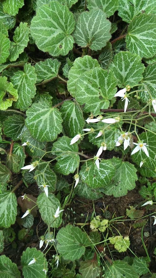 自带绒毛的虎耳草,长出一大片真好看,养在家里也很简单