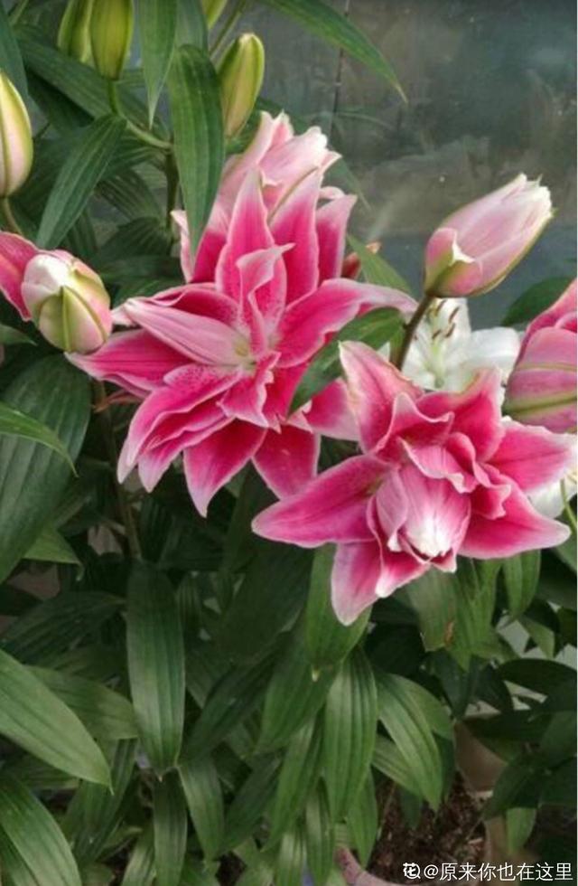 百合花|百合|原生_新浪新闻