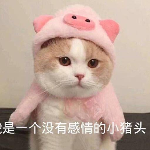 据悉,"没有感情的小猪头"来自一张表情包,而刘柏辛的社交平台账号头像