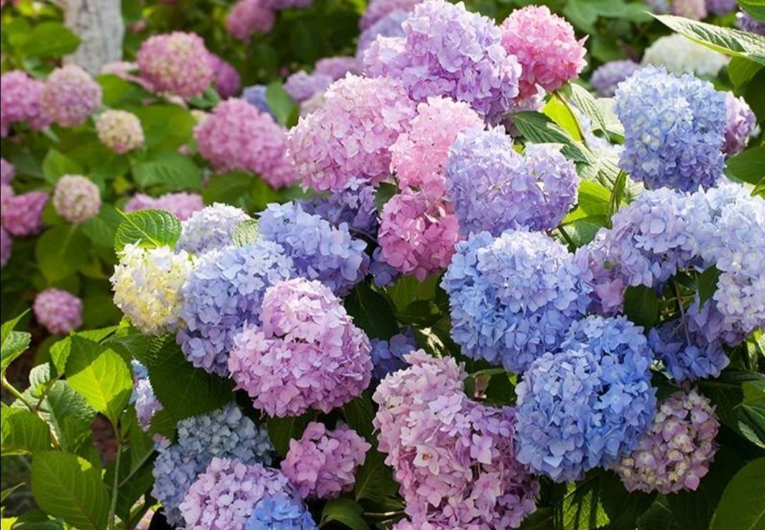 养绣球花要做好几个养护要点不然只长叶子不开花