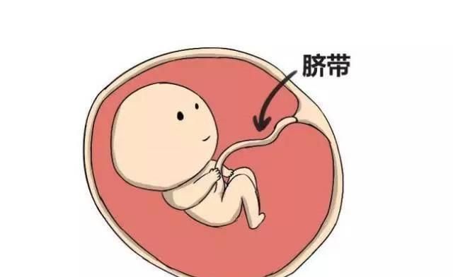 脐带|胎儿|胎动_新浪新闻