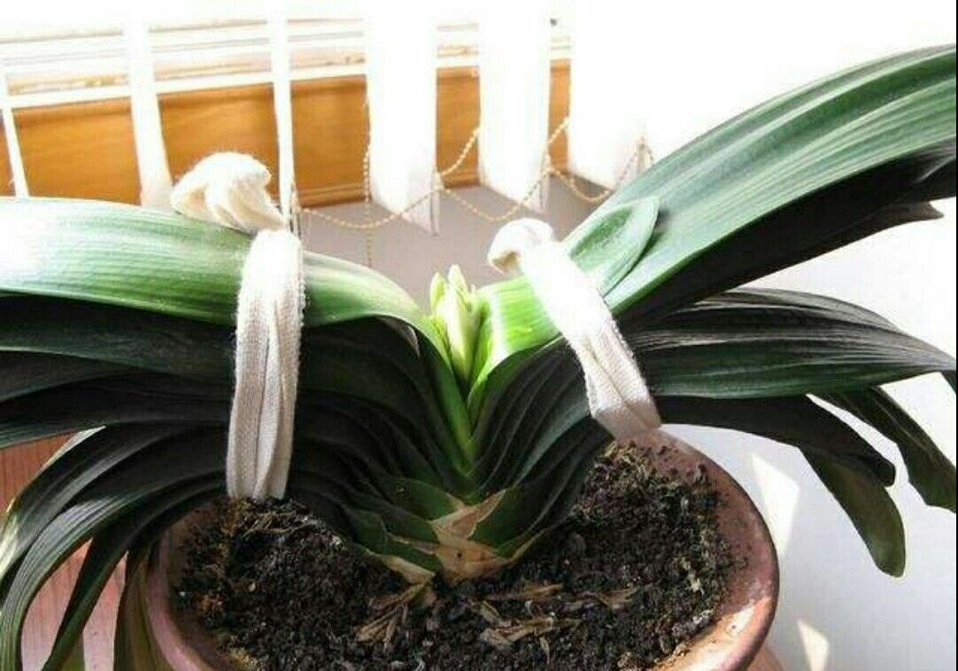 君子兰"夹箭"是什么原因造成的?做好3个细节,开出美丽大花朵