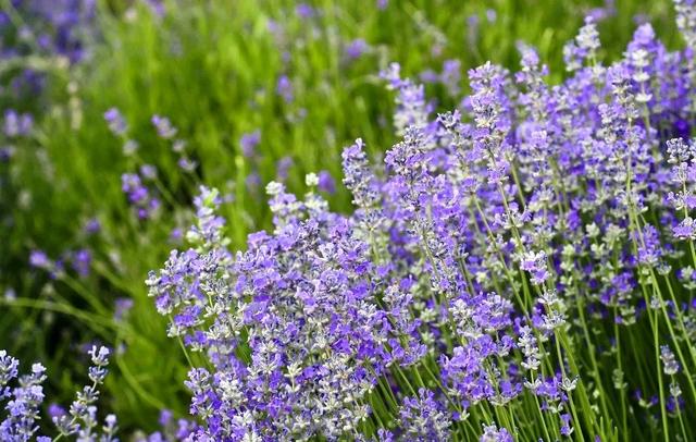 30000亩薰衣草齐放,变身紫色花海!去过再也不惦记普罗旺斯!