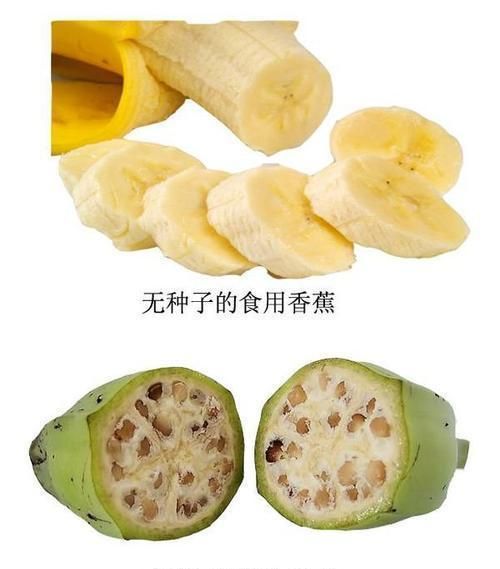 脐橙白话怎么说(脐橙的叫法)