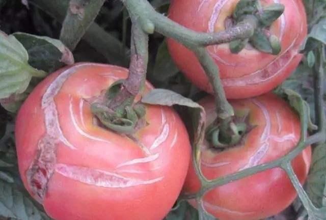 番茄裂果影响产量,夏季易发的裂果病,该如何正确防治