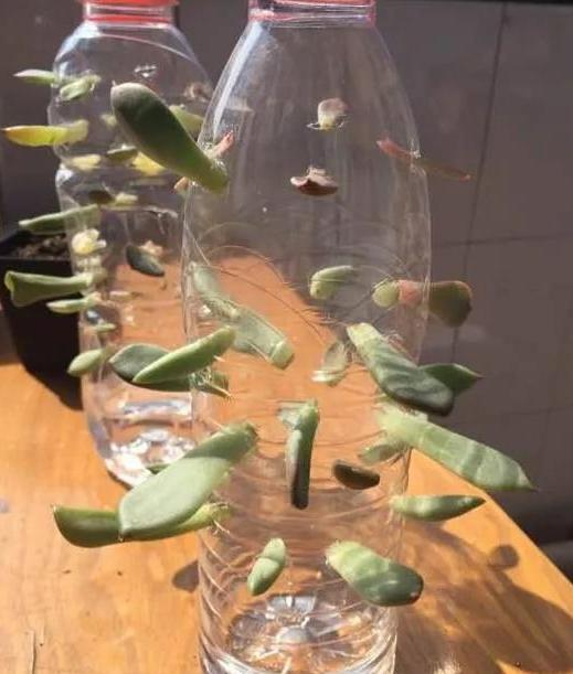 想尝试叶插多肉,怎么操作简单,效果好?用塑料瓶作弊就好了