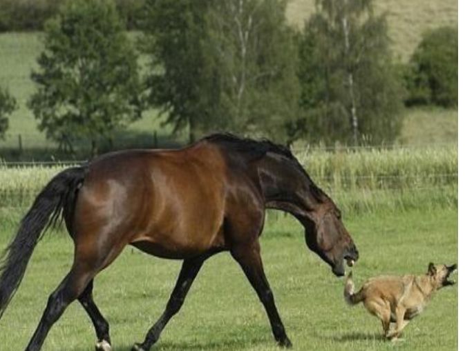 狗狗臭显摆与马赛跑结果被马的大长腿打脸看完都替它尴尬