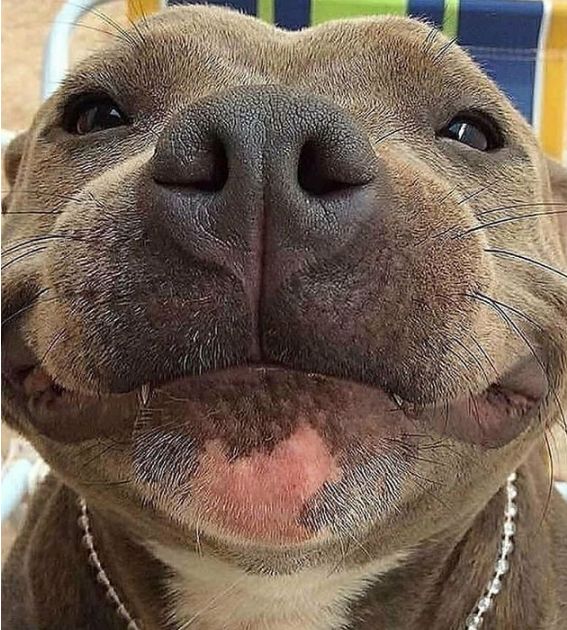 狗崽子的鬼魅笑容:我美吗?网友:美个腿子,这狗给我给我来十只