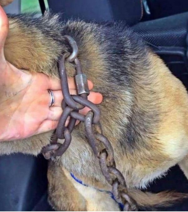 20斤铁链套流浪狗身上,被发现时已嵌入肉,被救后狗狗跪地感谢