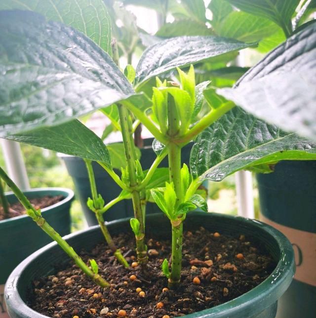 绣球花进行花后修剪以后,长出来的新芽全部是叶片,要修剪吗?