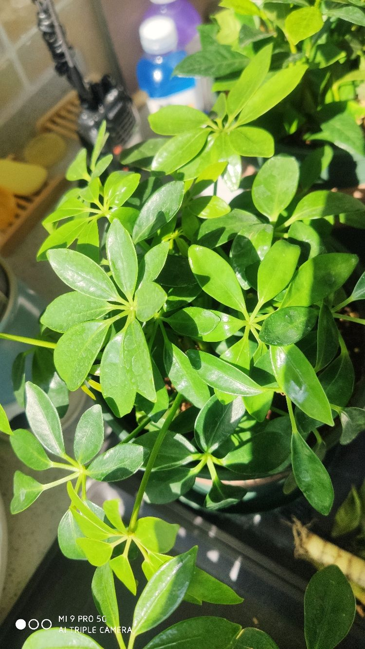 3种招财树,掰个枝条插水里,半个月长出大白根