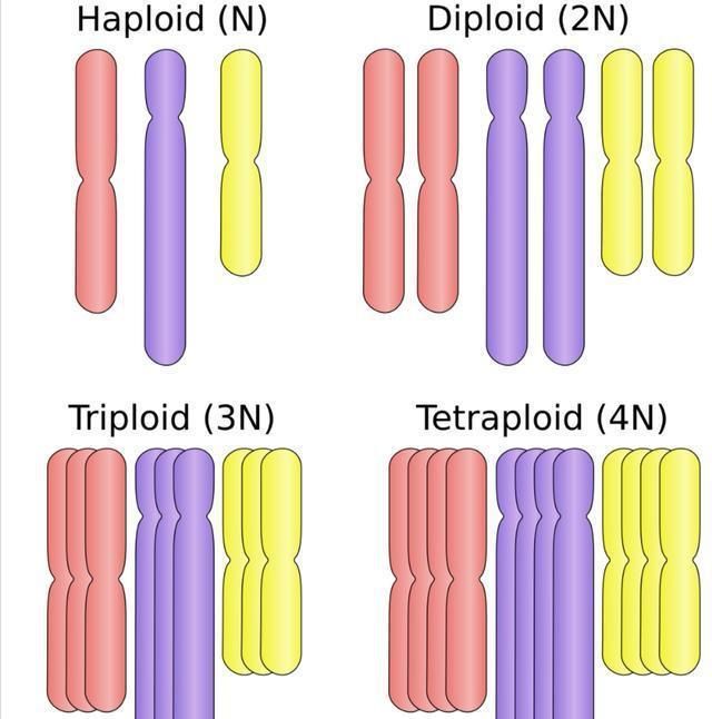 占据水果王国半壁江山,性无能的香蕉怎么说灭绝就灭绝?