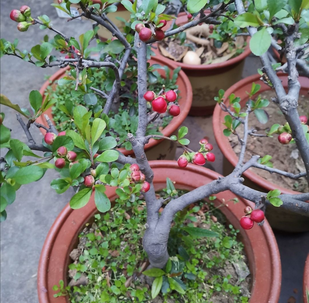 西府海棠养成盆景春天满树繁花秋天挂满喜庆小红果