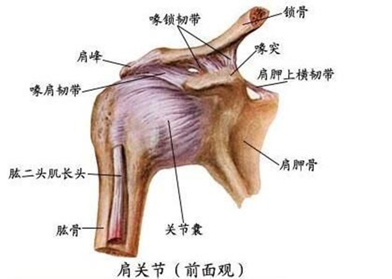 人体肩膀部位分析图图片