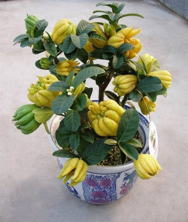 极品水果盆景,这辈子能有一盆,就值了!