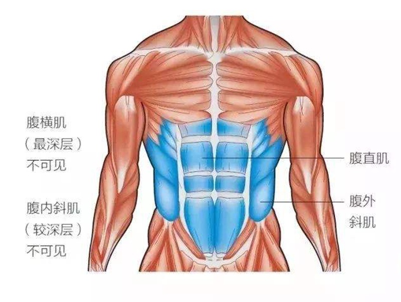 腹肌解剖图谱图片