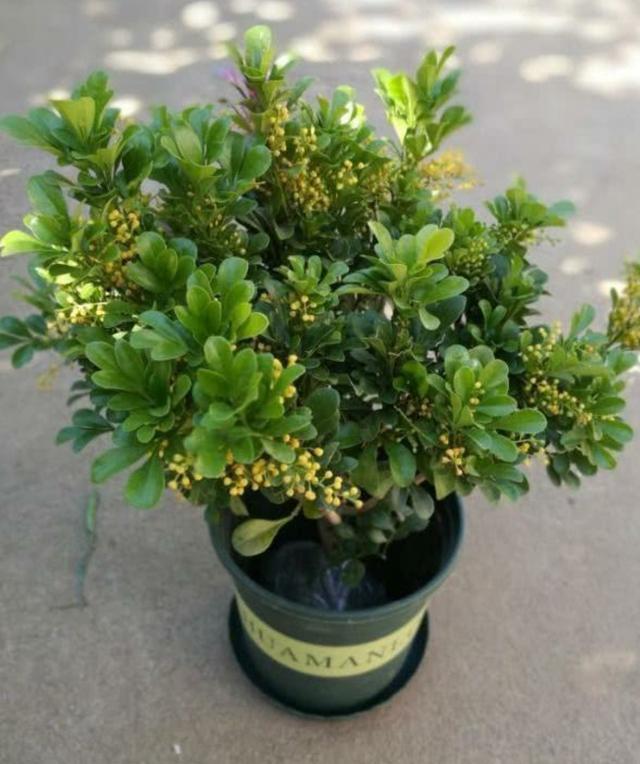 就养这几种,花开艳丽,每一种都似"活香水"|植物|花香|米兰花_新浪新闻