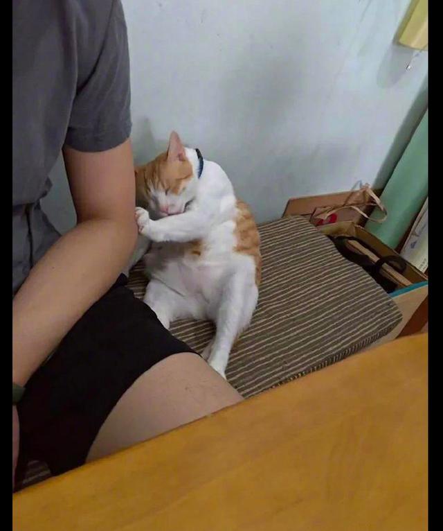 网友故意压住猫的脚,它使出全身力气想推开,好像被踩脚的我!
