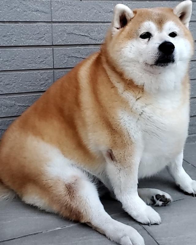 导致狗狗肥胖的常见原因1,绝育.2,过度喂食.